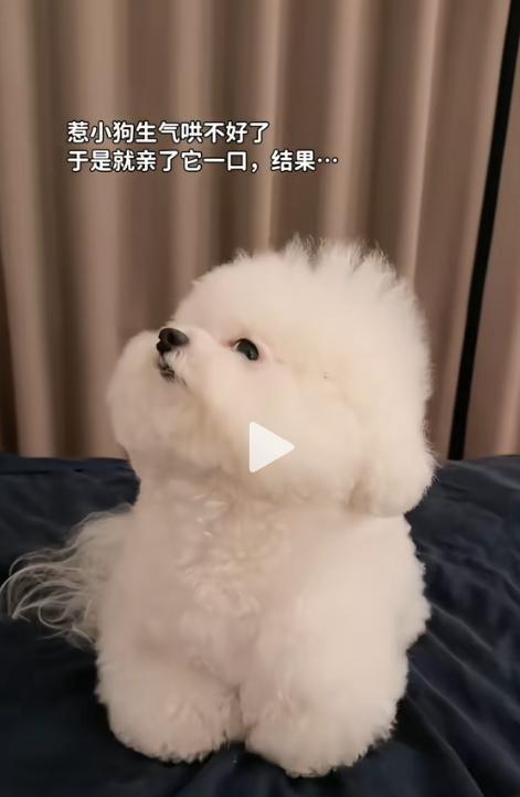 主人惹小狗生气，怎么都哄不好，于是就上前亲了一口，结果......小狗：“我