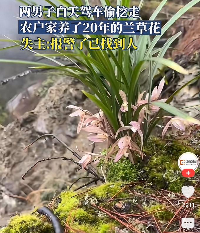 安徽六安，一对农村老人20多年前在山上挖了一株兰草，结果两人干完活回家的时候却发