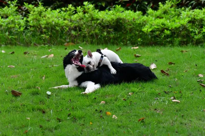 小区不让养狗这事，争议不小，但我是赞成的。一边是养犬群体觉得狗狗是情感陪伴，合