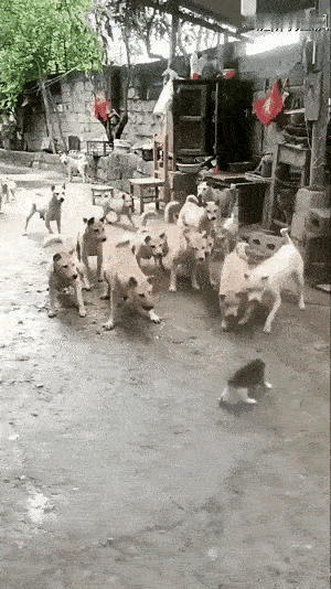 谁说猫咪独挡群狗是真“霸气”？其实是狗狗们藏在基因里的温柔在作