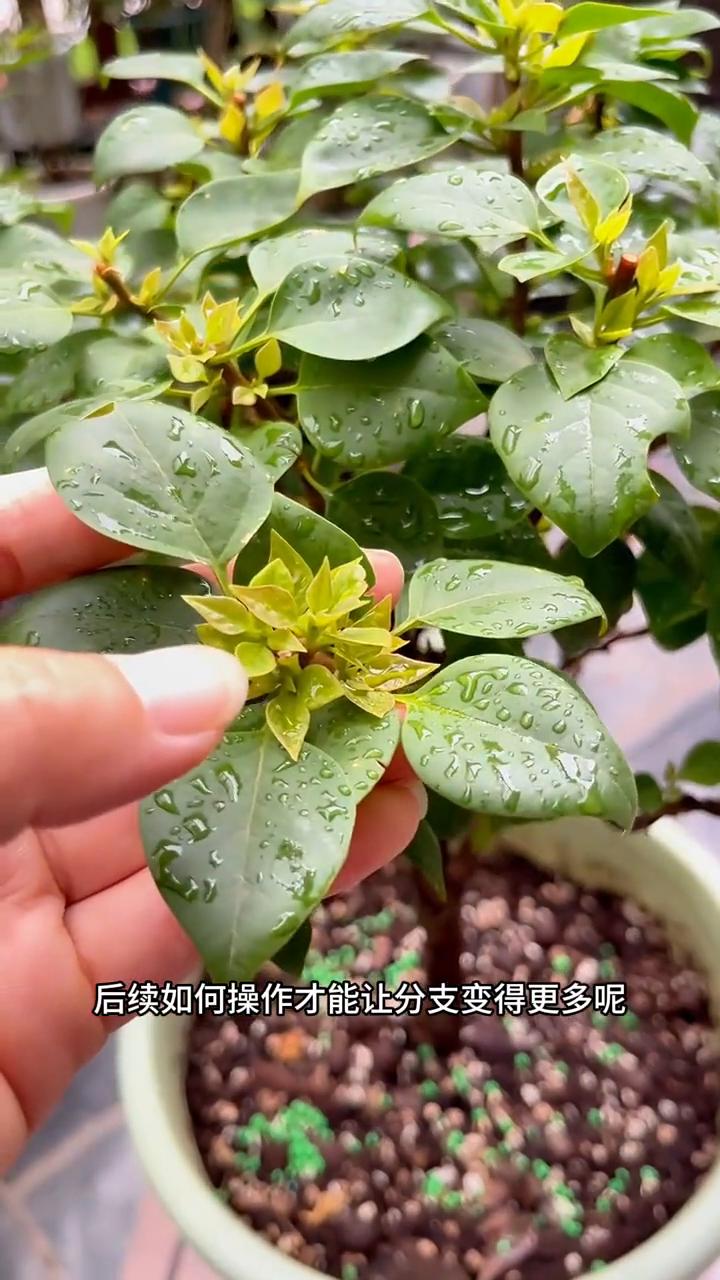 三角梅小树形状如何打造？像这种小树一样的三角梅是如何打造的？要怎么修剪？后续如