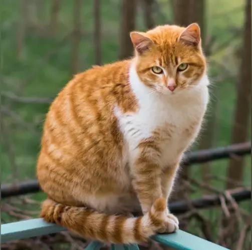 单位来了一只橘猫，我们给他取名叫二狗二狗有两个家今日和老白闲聊，才知晓一桩藏