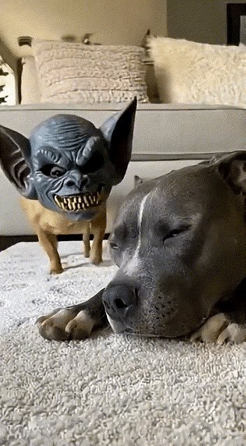 笑抽了。大狗经常欺负小狗狗，可一个愿打一个愿挨，小狗狗不记仇，还是老是往大狗身