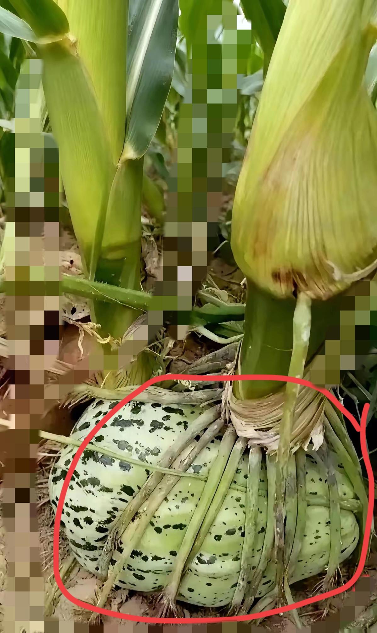 好家伙，在玉米地里除草，一抬头差点没把我当场送走！玉米秆上死死缠