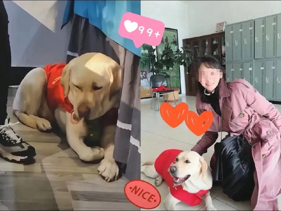导盲犬“芬迪”和训导员姐姐在一起，开心的在地上打滚，和王女士在一起的时候，完全是