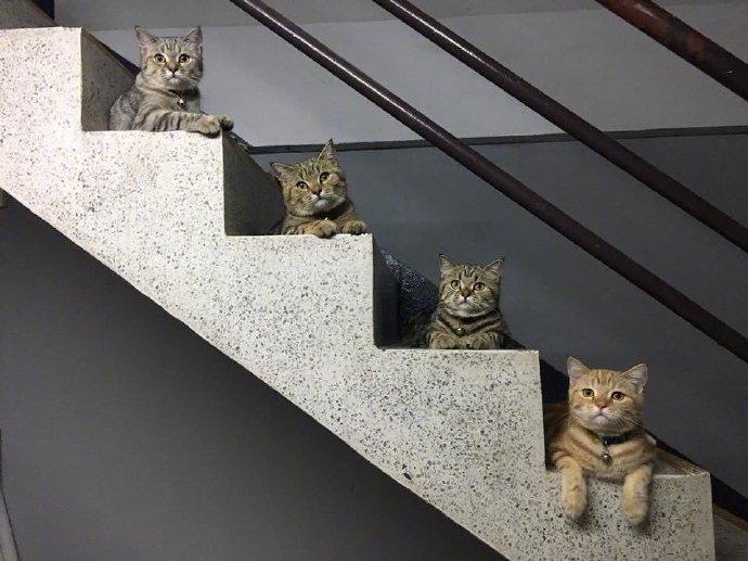 哪只最可爱