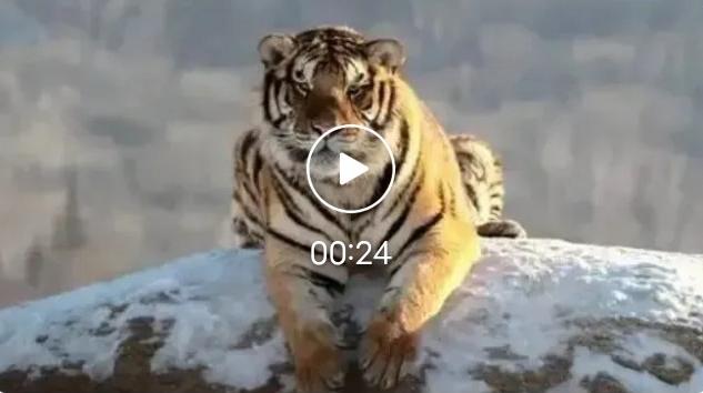 吉林护林员被400斤巨虎跟踪3天，绝望举柴刀对峙，看清虎脖瞬间泪崩隆冬的吉