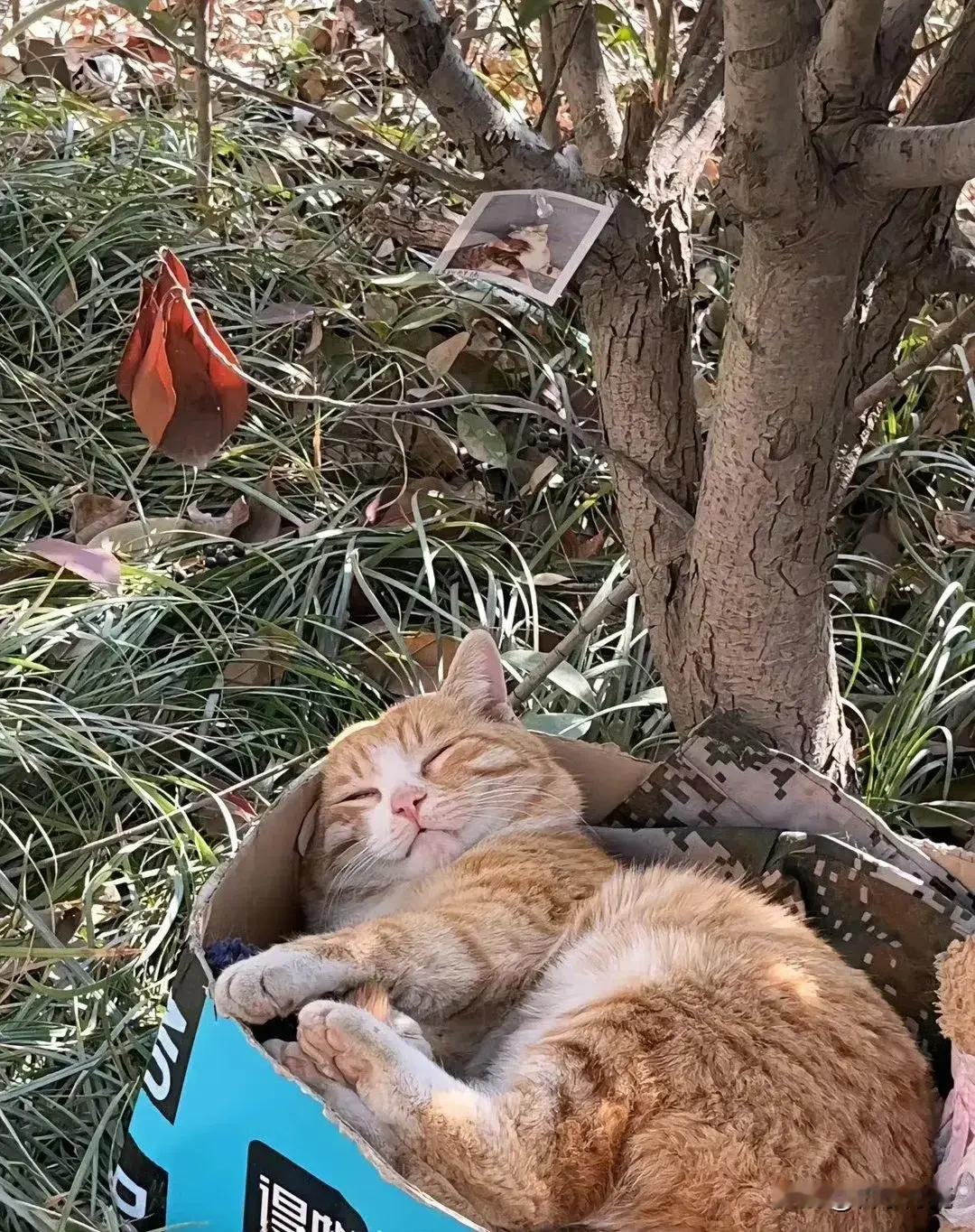 学校里享受猫生的小橘猫。