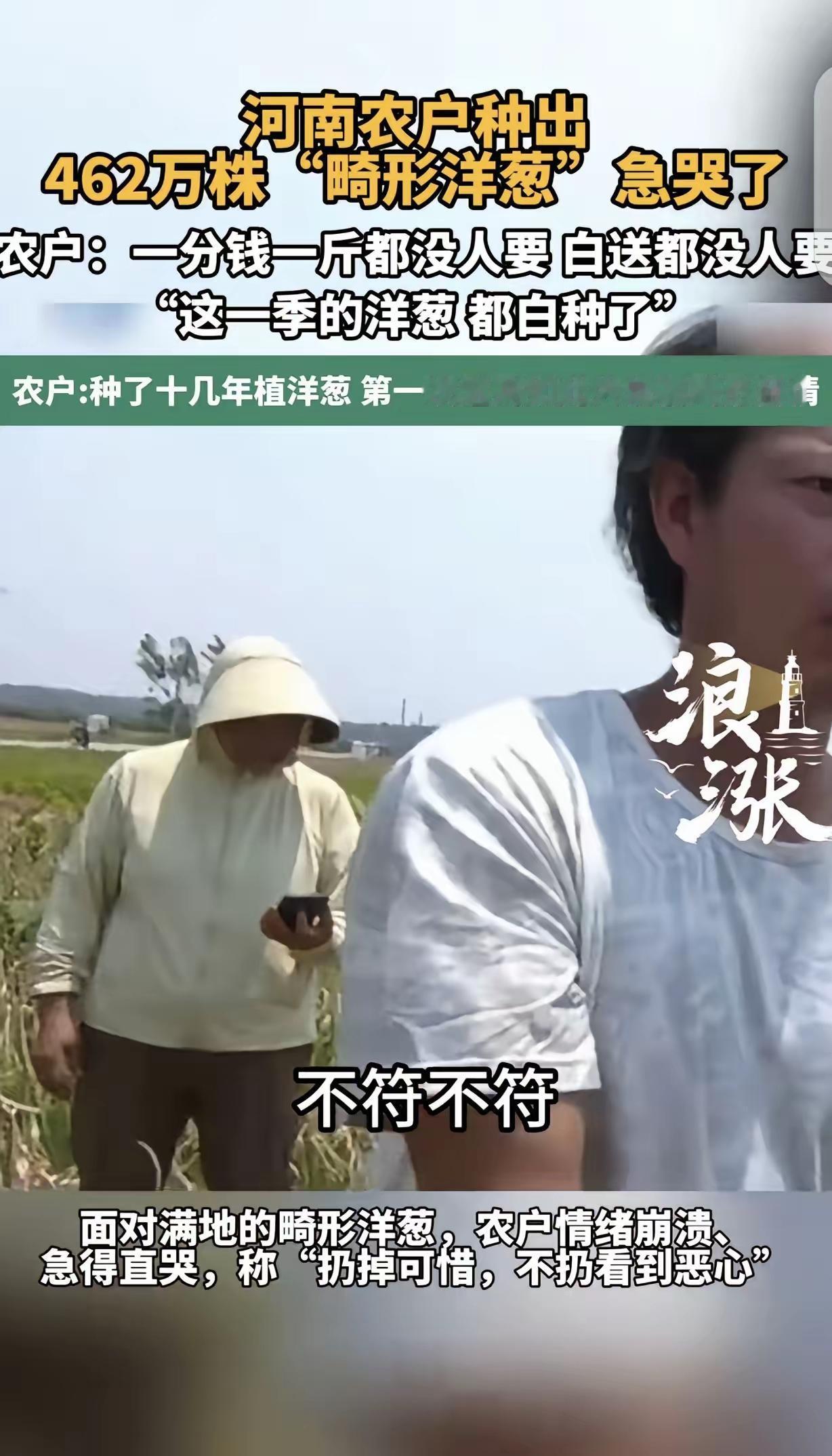“急哭了！”河南开封，一男子种了10几年洋葱，第一次种出426万株“畸形洋葱”，