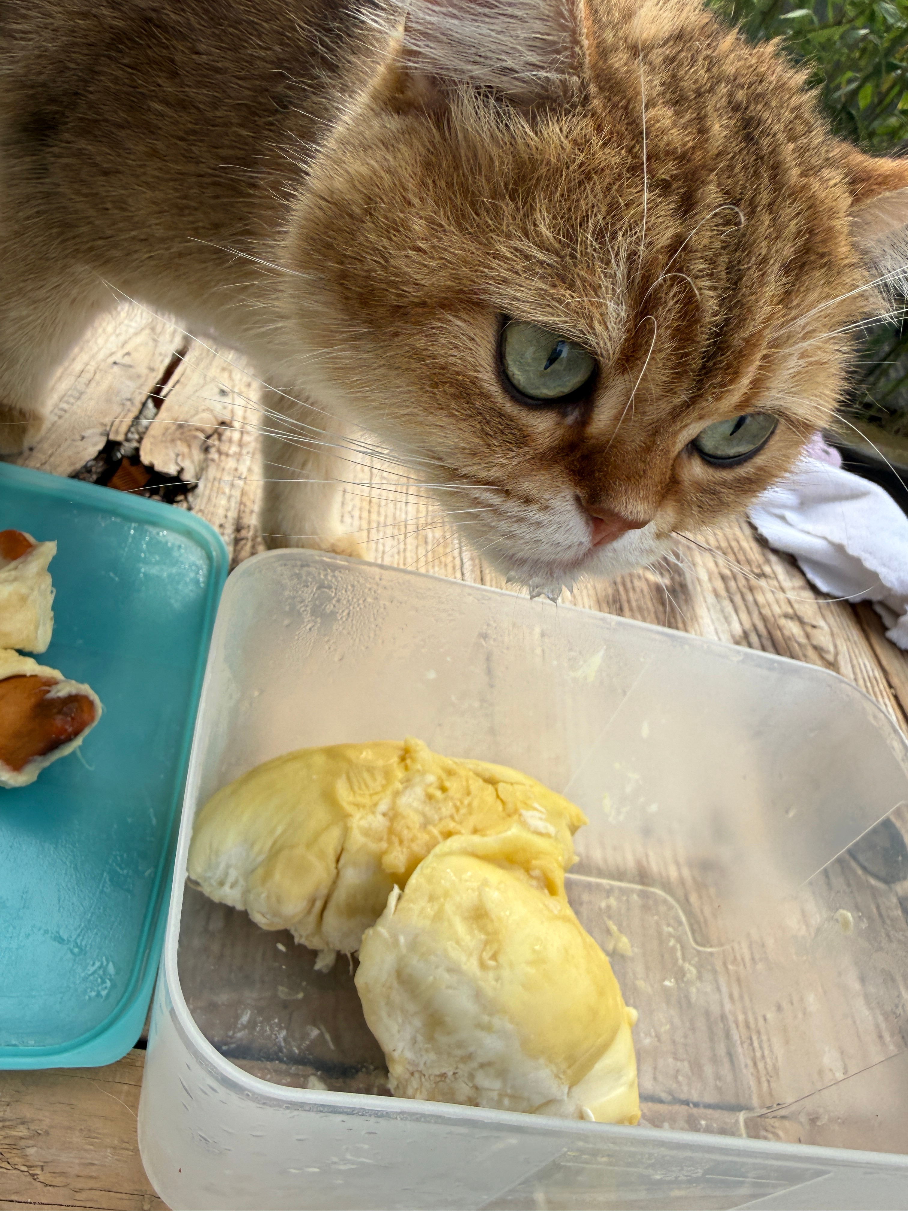 小猫咪第一次闻榴莲，眼神有点子嫌弃