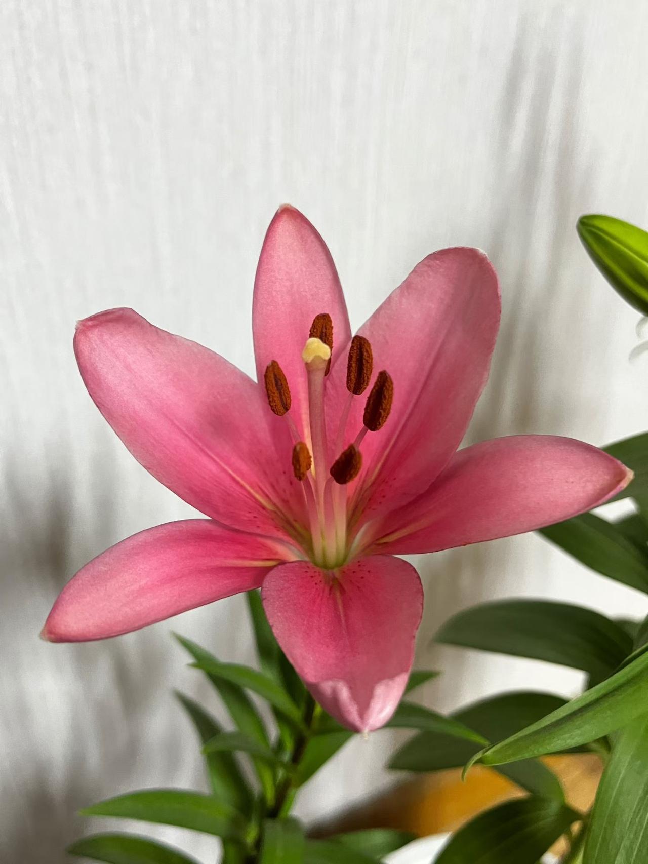 我家这盆粉百合终于开了！早上起床一进客厅，就瞅见这朵大花骨朵彻底炸开了，粉嫩嫩的