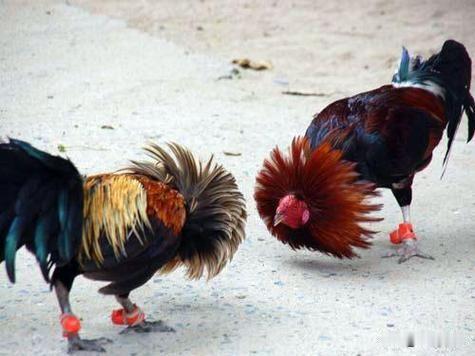 好斗的赖清德真有两下子把民进党的郑文灿斗进监狱把民众党的柯文哲斗进监狱把