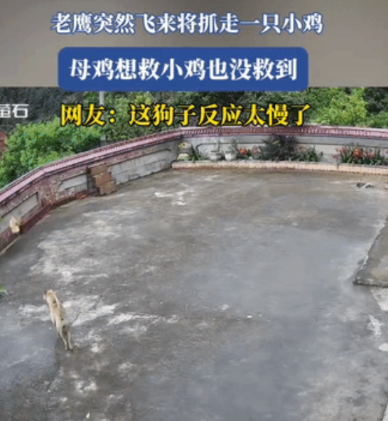 “狗子反应太迟钝了”！广东，母鸡带小鸡在院子里吃食，不料，老鹰突然飞来抓走一只小