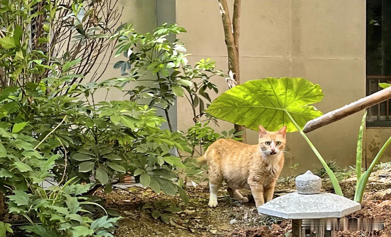 养猫后有过后悔吗没有因为养猫后悔，只有不懂科学养猫自责。2025年4月30日凌晨