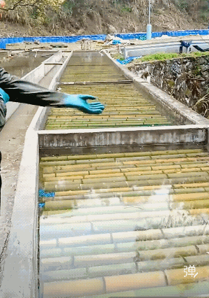 现在菜市场都卖的养殖的，没那个野生的特有的鲜味！[大笑]