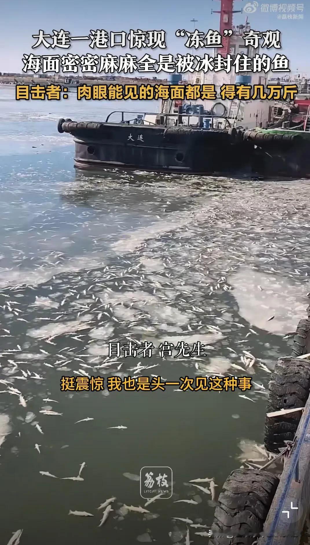 原来海边的寒潮这么猛！近日大连港口，一船员早上起来吓懵了，岸边水面上密密麻麻全是