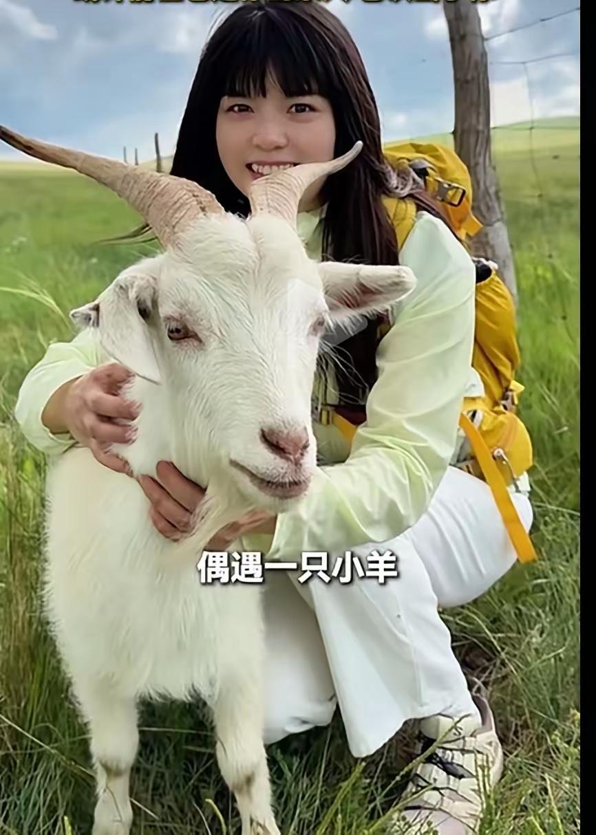 茫茫草原只认准她一人，小羊含泪追车不肯放手，姑娘千里回头带走它。近日内蒙古赤峰
