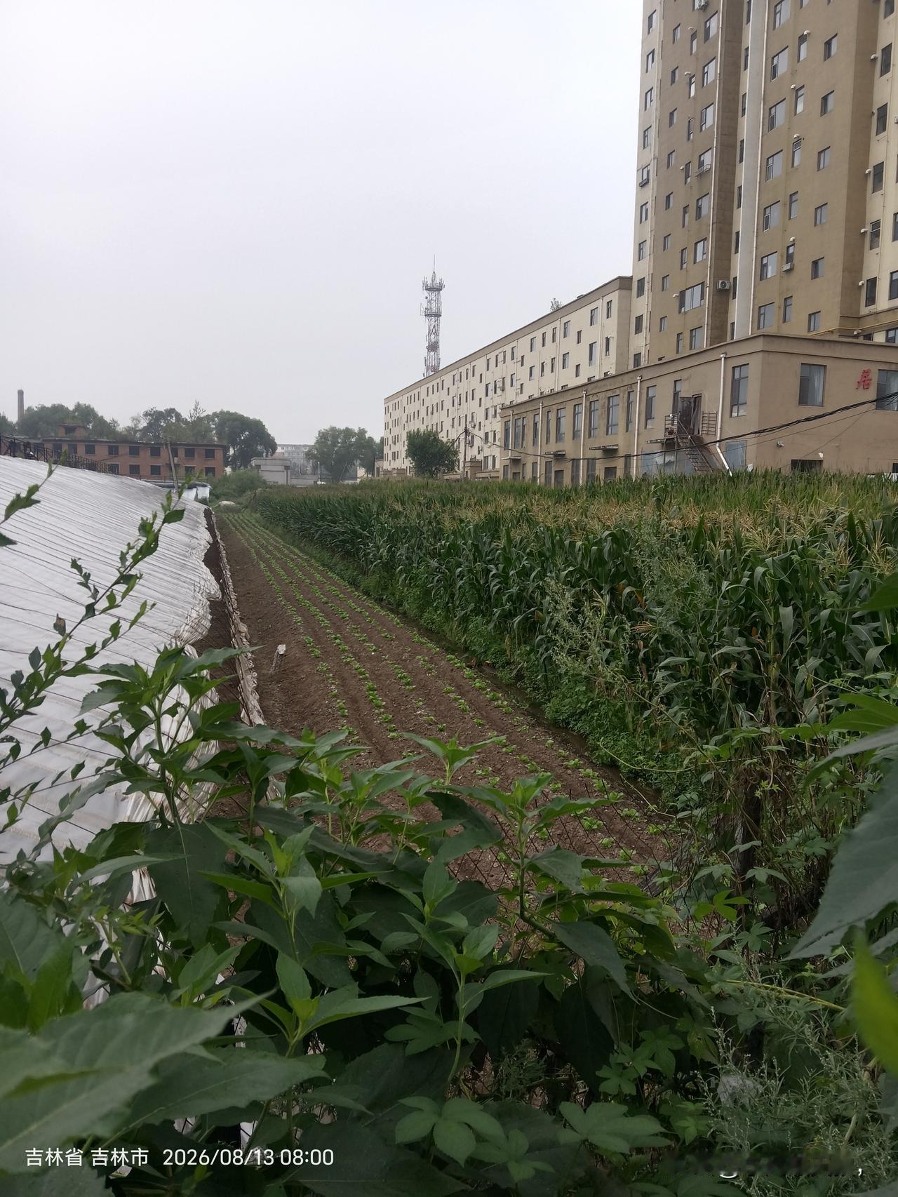 地里只长菜不长草每天路过的菜地很是神奇，从来都是只长菜不长草，一点草都不长，只