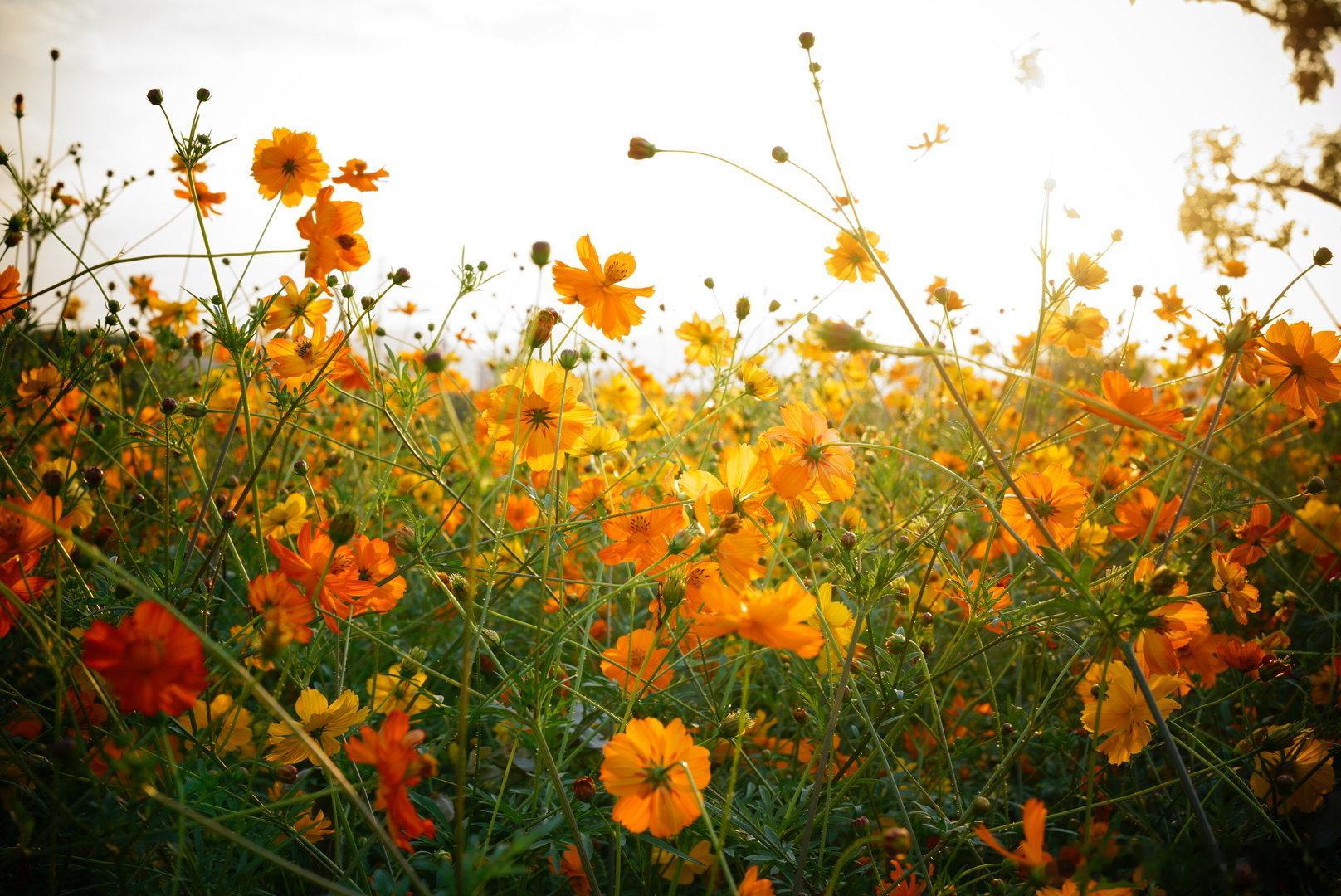 难得的休闲时光。#摄影##夕阳##时光代理人##日落##我的休闲时光#​