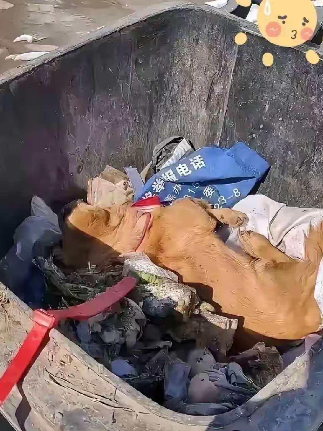 生病的狗狗被主人丢到了垃圾箱里，清洁工阿姨站在原地发呆，路过的人做了一件事情……