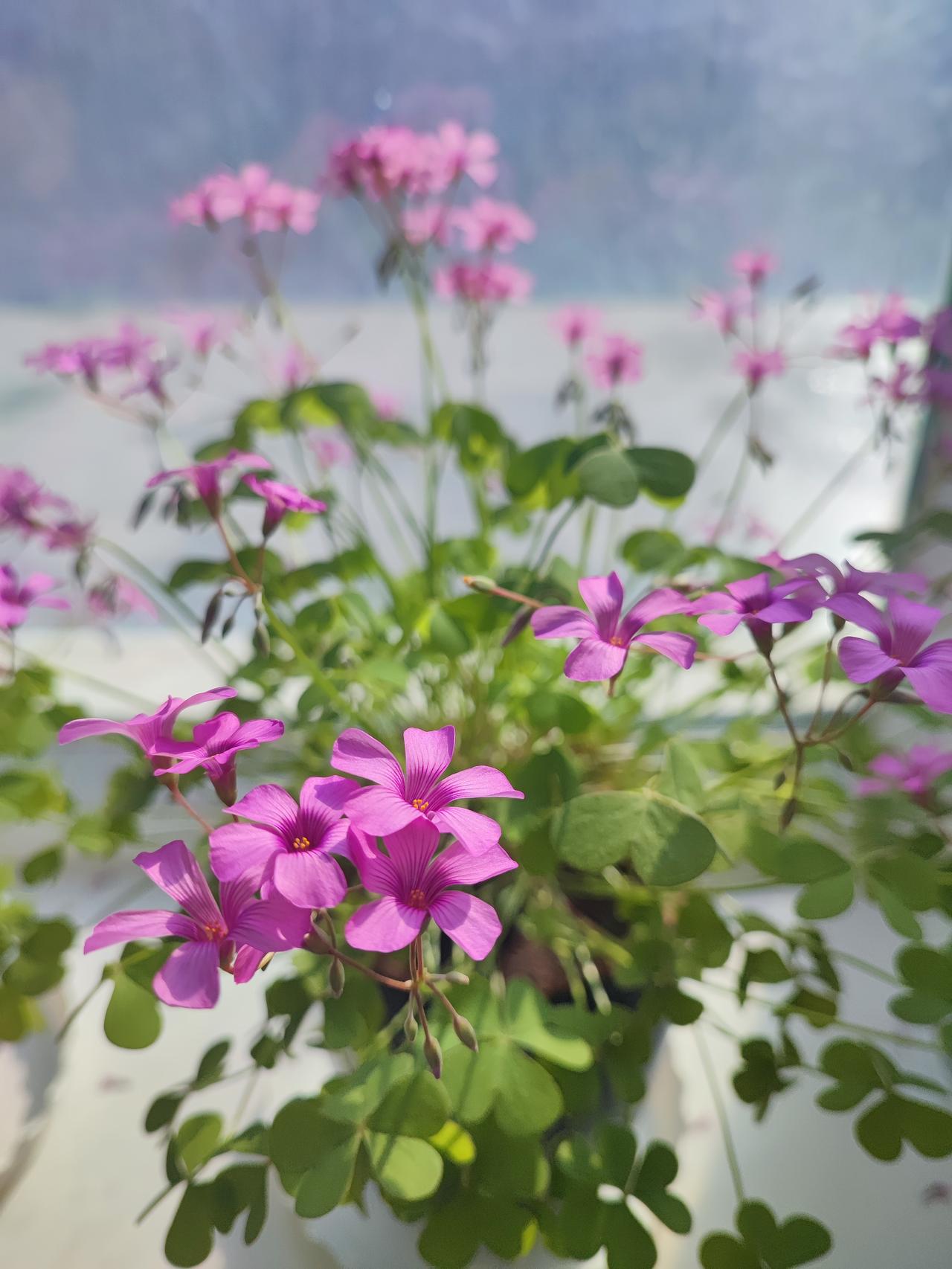 邻居嫂子今天哭了邻居嫂子儿子离婚又再婚了，四岁的孙子成了嫂子的事，孙子的衣