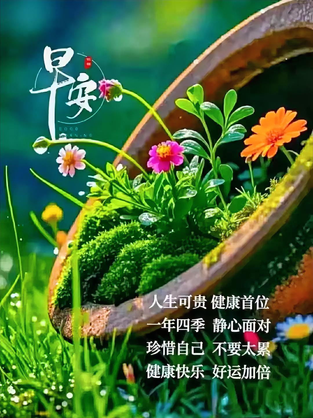 早安！花儿在陶盆里笑，绿意盎然，提醒你：健康快乐，好运加倍，别太累哦~住在六盘
