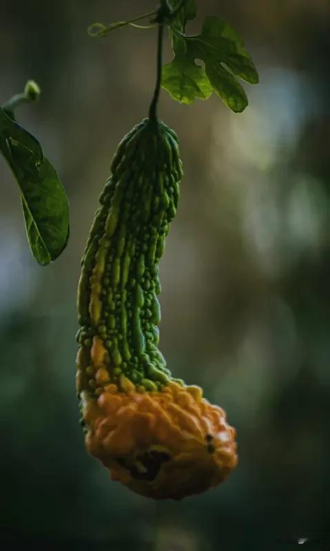 不少菜友发现没，苦瓜忘了采摘，外皮发黄、瓜芯变红，没法吃了该咋防？苦瓜成熟速