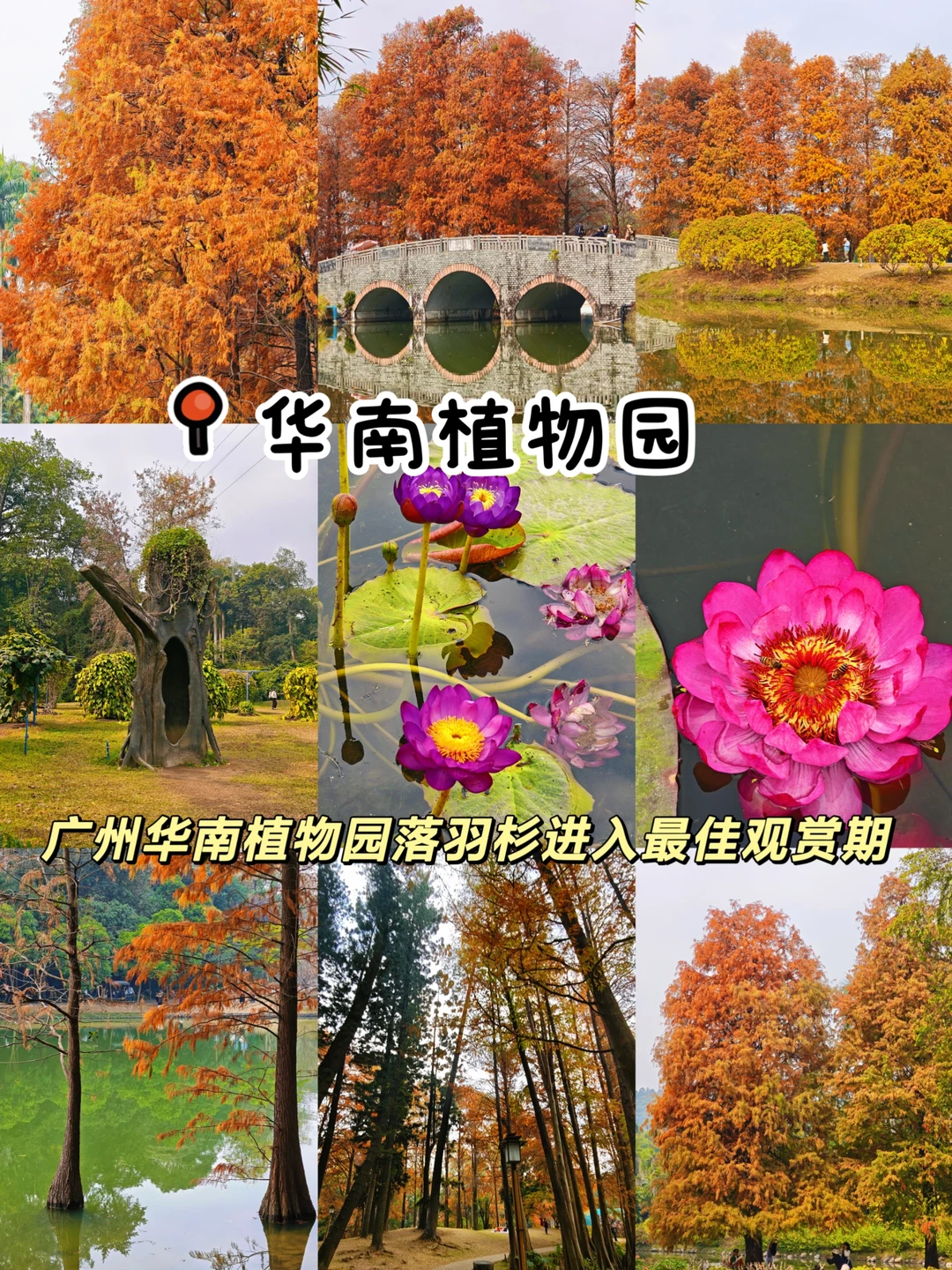 广州华南植物园！落羽杉红了✌️太美啦！！