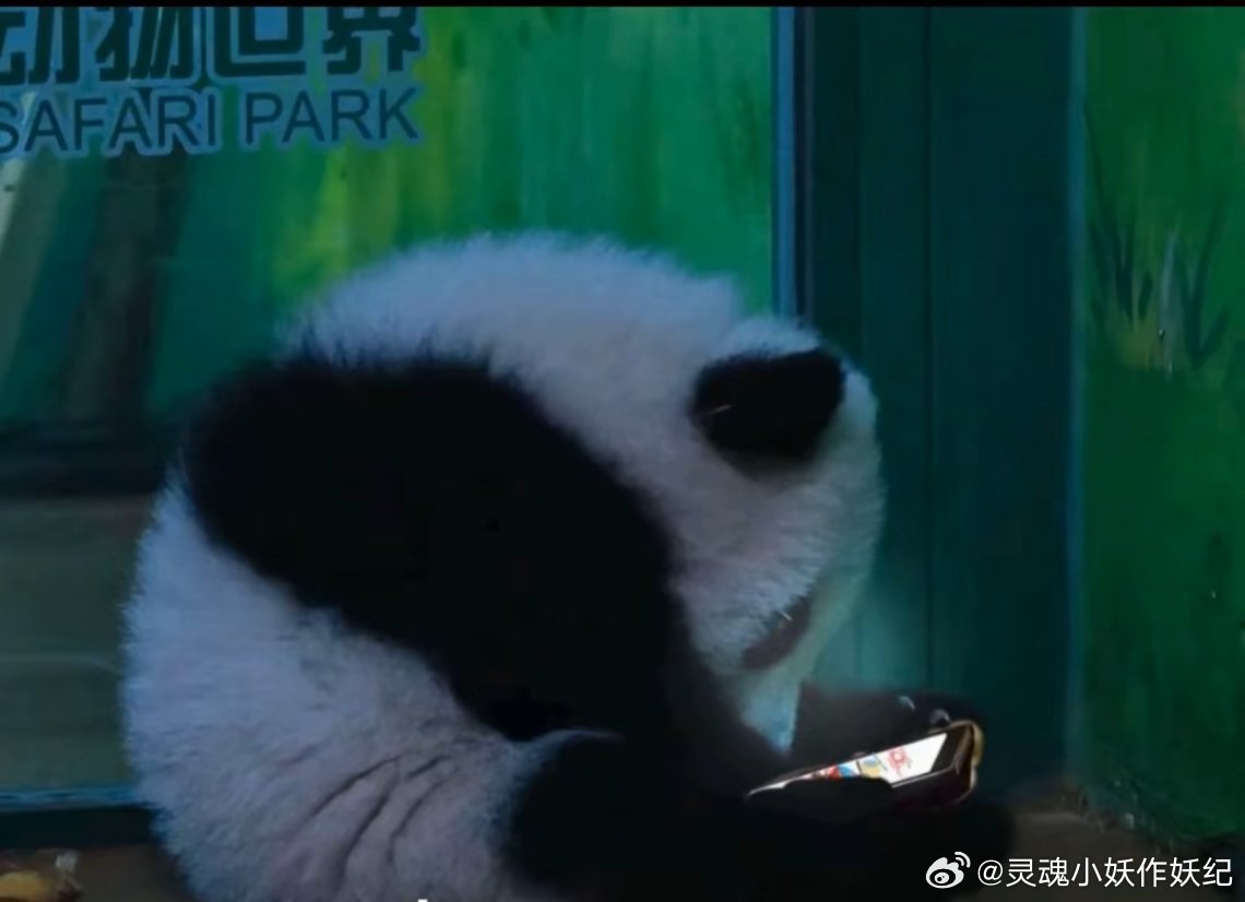 小妹猪和谁聊天呢