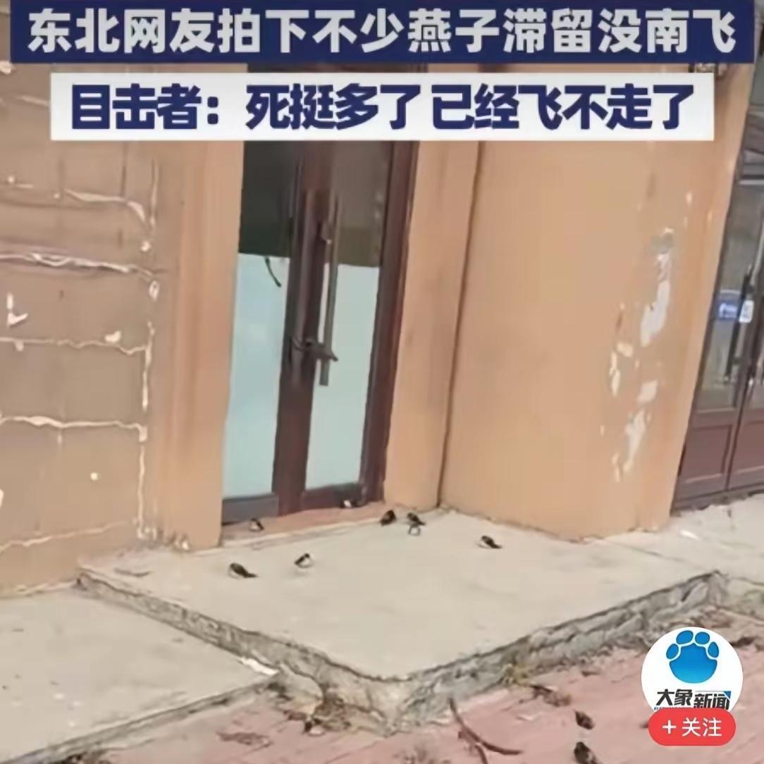 东北的燕子集体“失约”南飞，冻僵在初雪里的样子太戳心了！哪是它们想拖延，分明是气