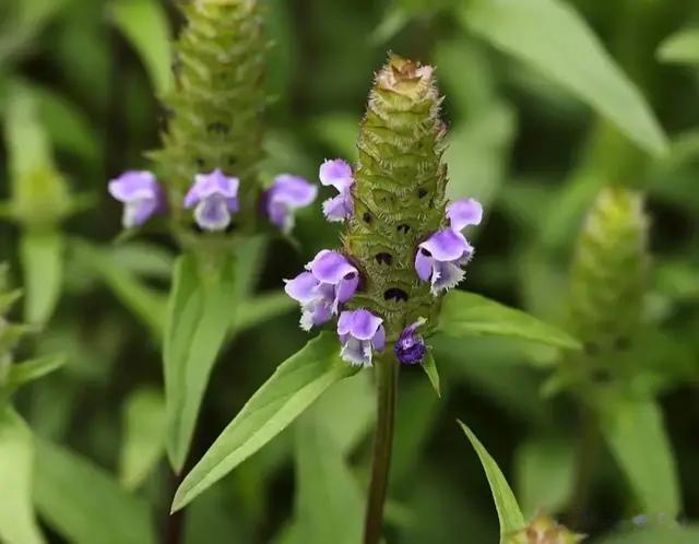 “散结草”夏枯草, 肺结节的终结者, 乡野随处可见的《本经》植草