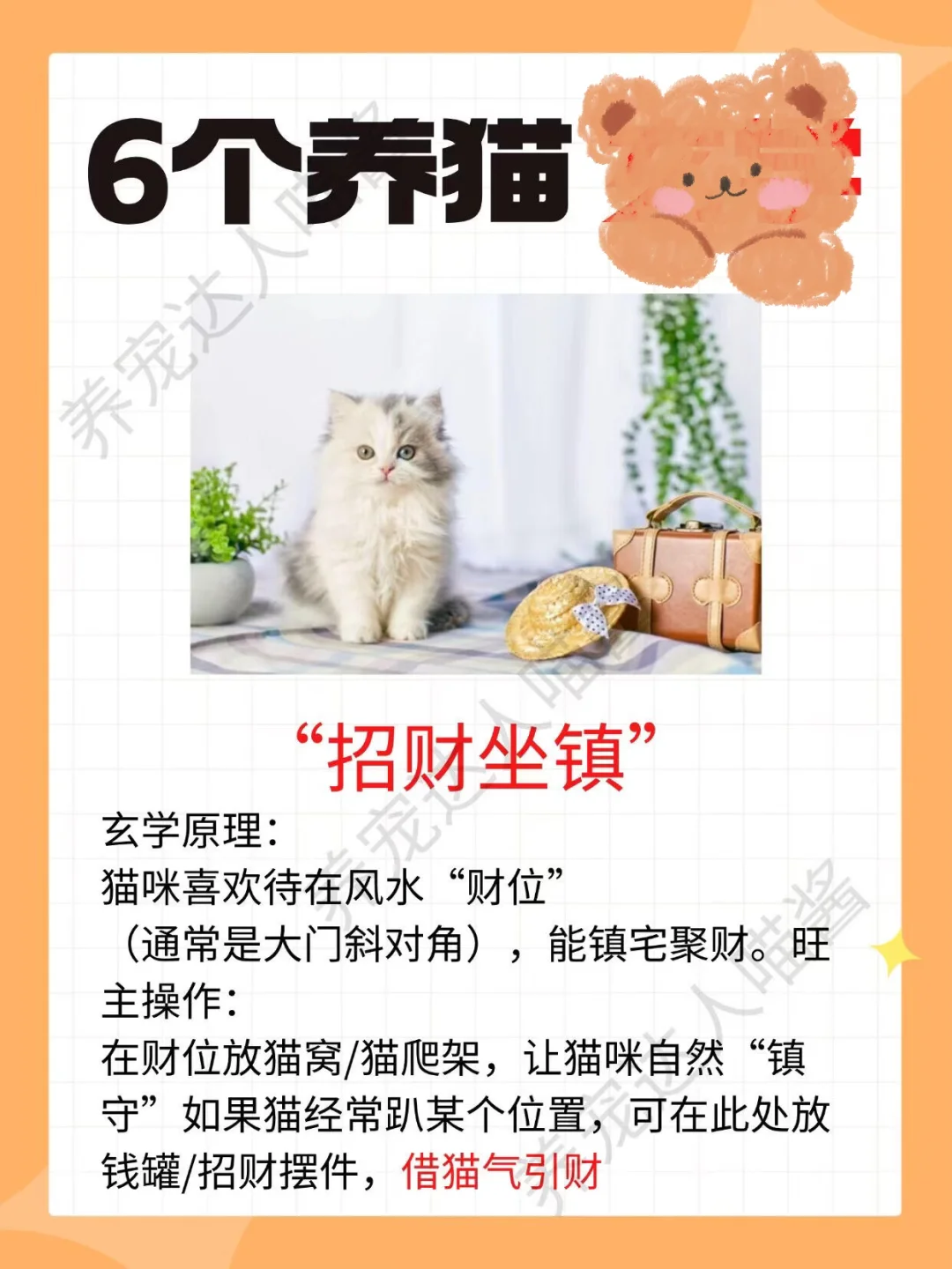 养猫 6 个操作，让猫咪帮你 “招财