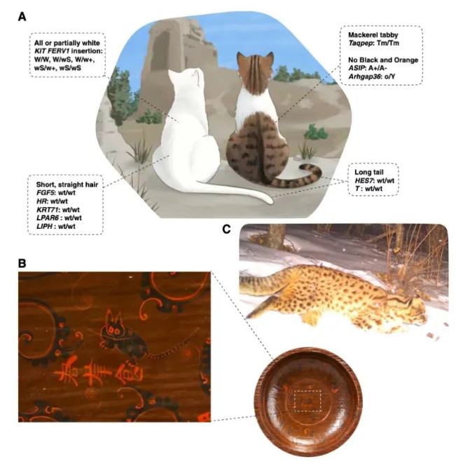 【唐朝以前，中国竟然根本没有真正的“喵星人”？！】针对5400年前至150年前，