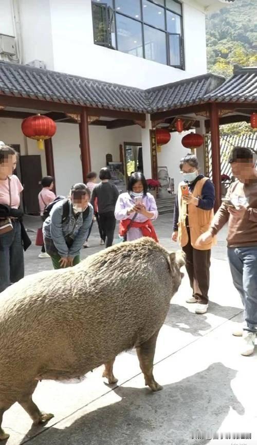 广东江门300斤野猪“猪五妹”因独特性格走红网络。它幼时被捕兽夹夹伤，幸得观音寺