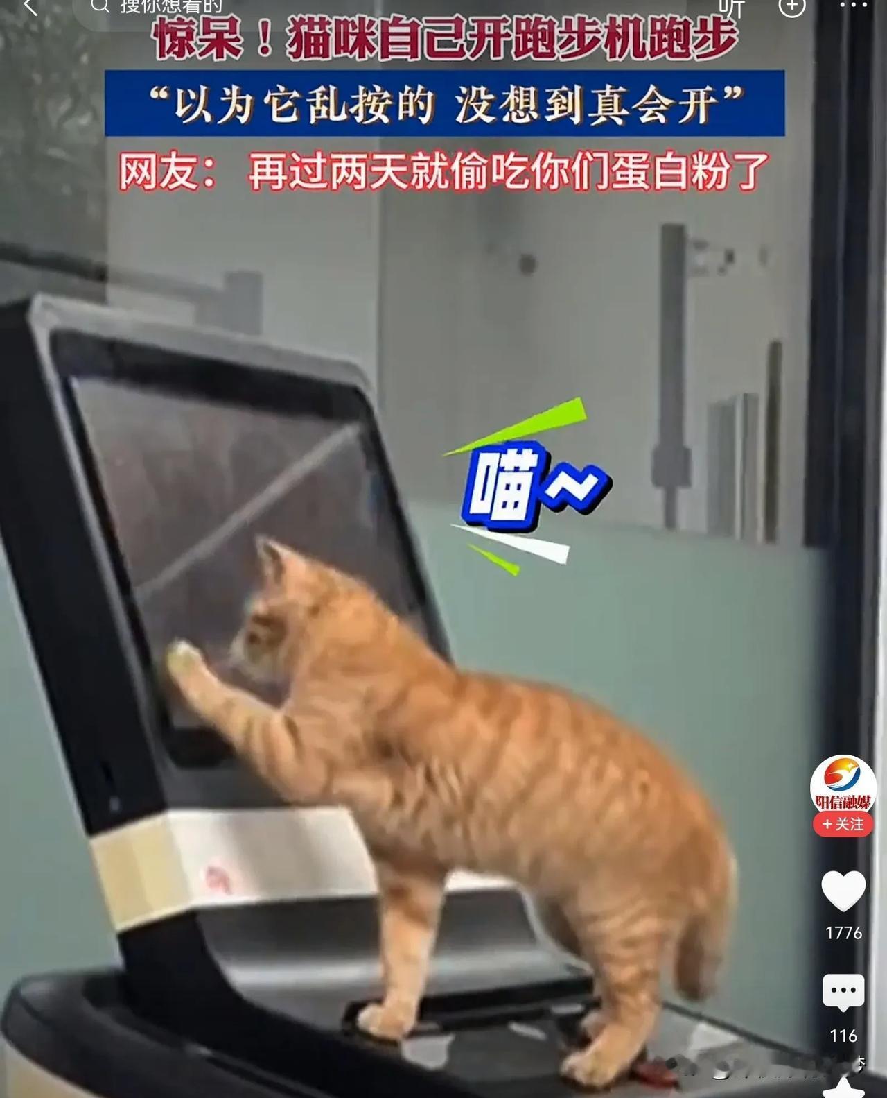 你知道吗？猫咪还会开跑步机。我没有养过小猫，不知道猫也那么聪明。健身房里有一