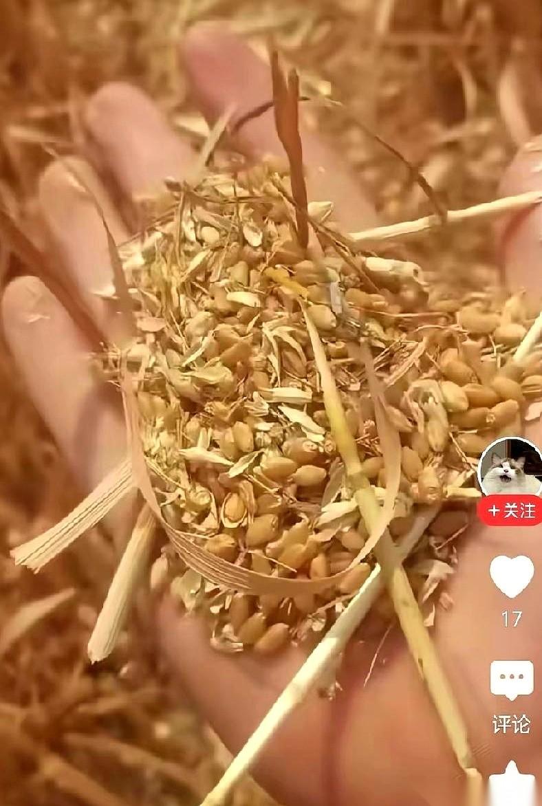 山东一台收割机刚走，地里看着挺干净。机主等着结钱，农户却一脚踏进刚割完的麦地，