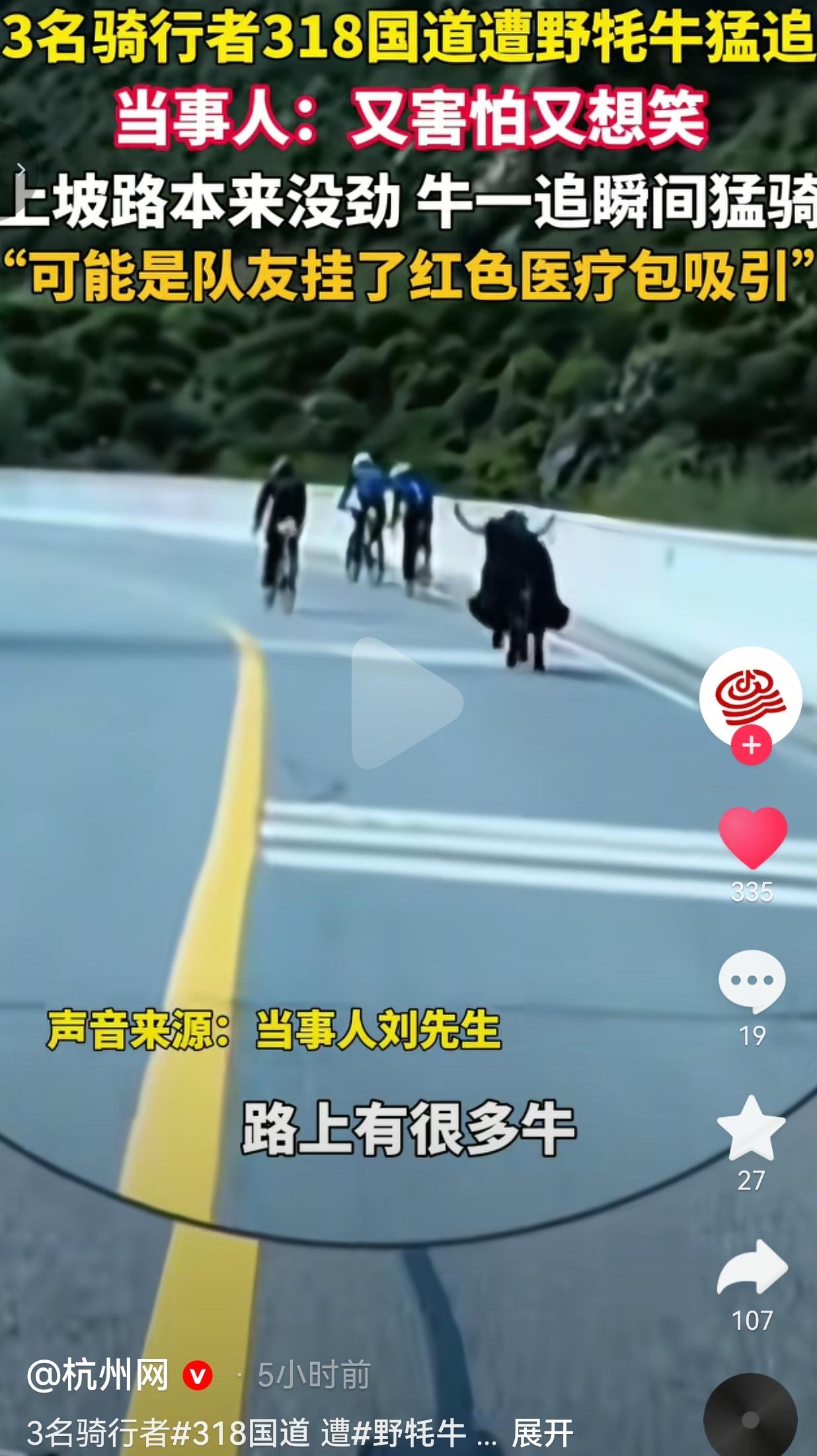 本来累到蹬不动上坡，一头野牦牛从身后追上来，直接把三个骑行小伙的潜力给逼出来了。