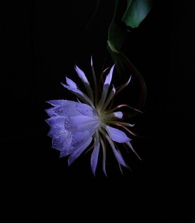 人生应该删繁留简，任世事摇曳，心始终如莲，安静绽放。——白落梅一路繁花