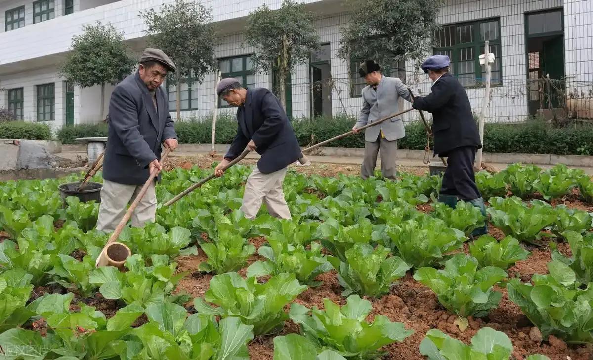 中国祖辈都在用的“粪水浇菜”，欧洲icon科学家却才发现，为什么？ 中国用粪