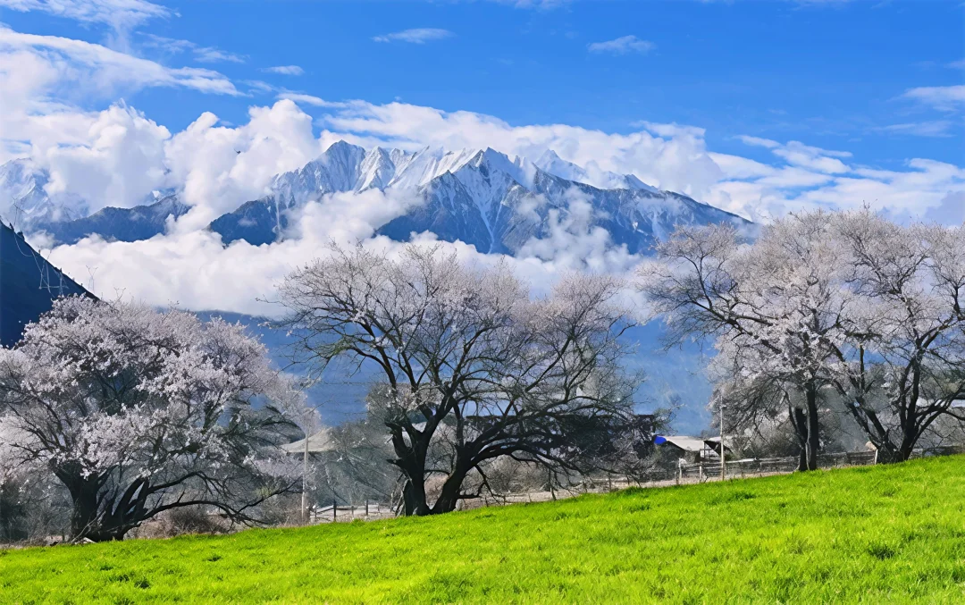 川藏10日🌸雪山花海漫游