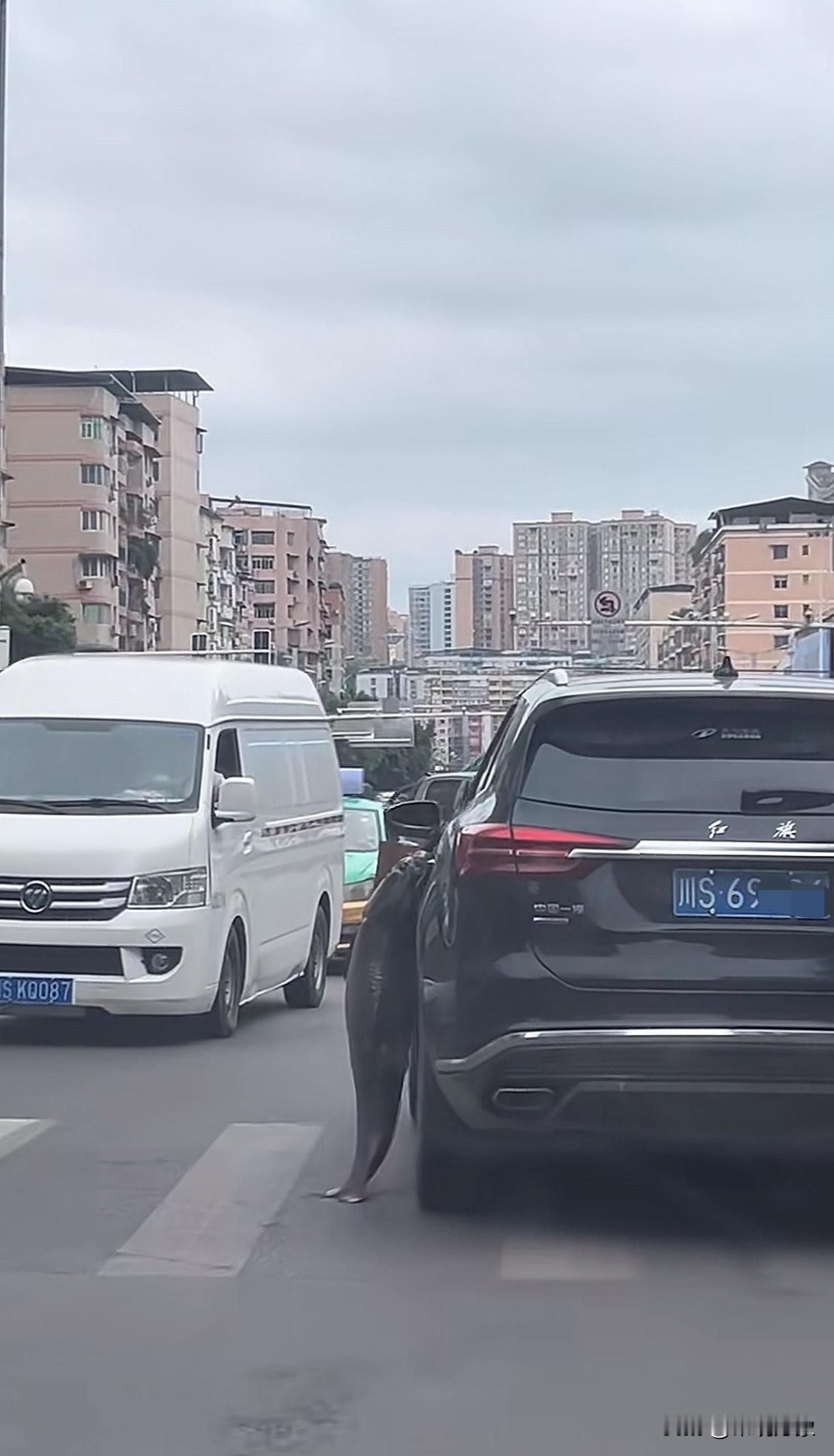 不是哥们，我要没记错，今天这是碰见你第三次了？怎么，迷路了？[笑着哭][笑着哭][笑