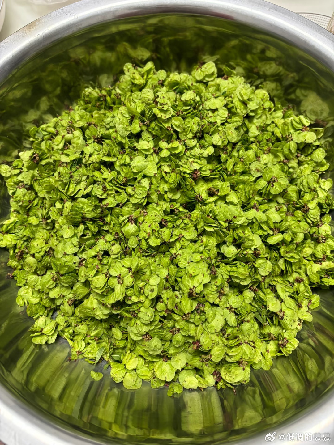 春天必吃，榆钱子窝窝头