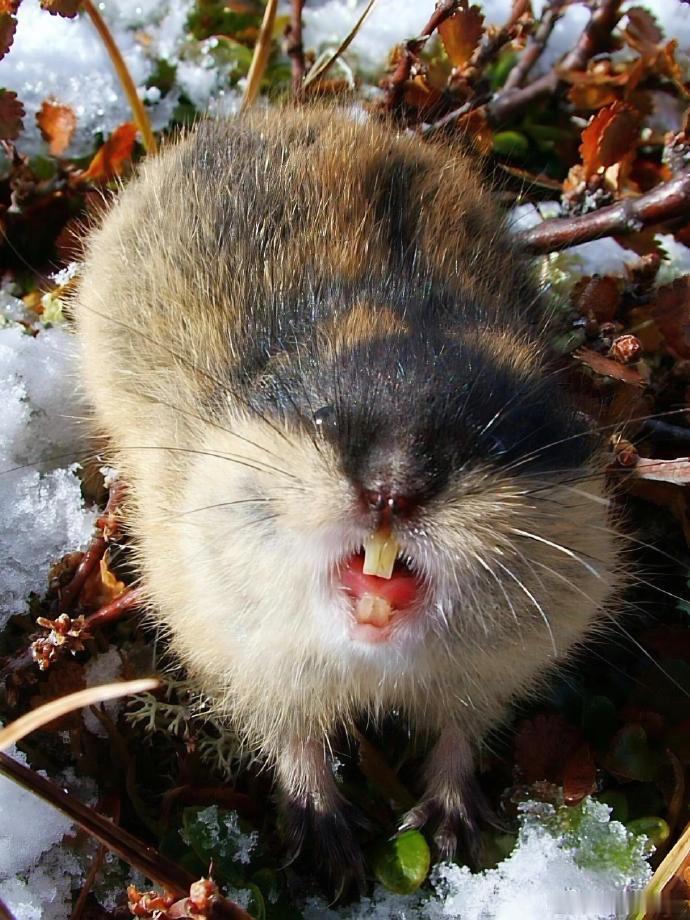 如果穷人全都不再生育了,世界将变成什么模样?在北极苔原上，有一种叫做旅鼠的小