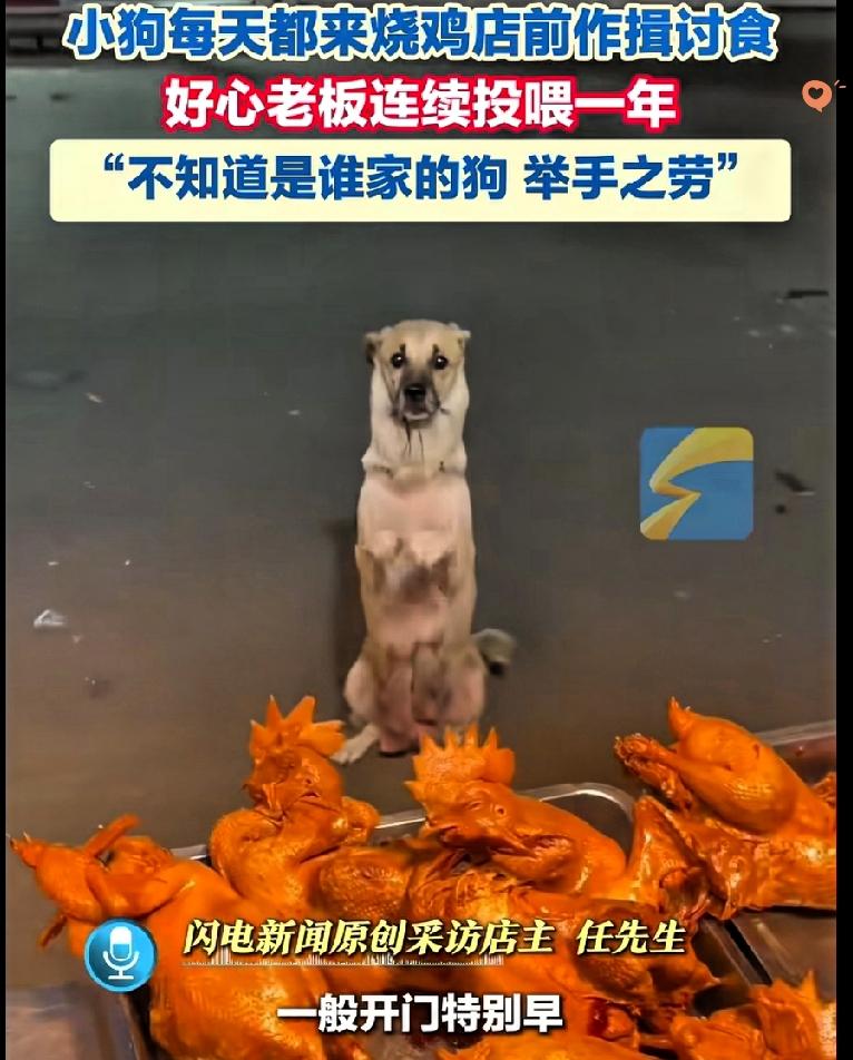 万物皆有灵！山东这只狗狗对着摊主作揖的一幕，真的看哭好多人。一只流浪狗狗