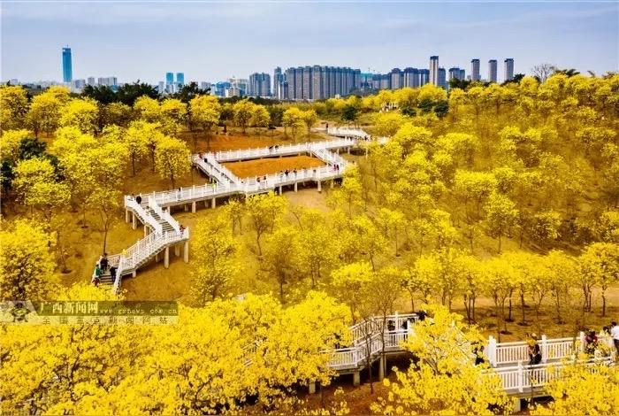 刷屏预警！南宁青秀山7000株黄金花海盛放，错过再等一年南宁的春天藏着顶级浪
