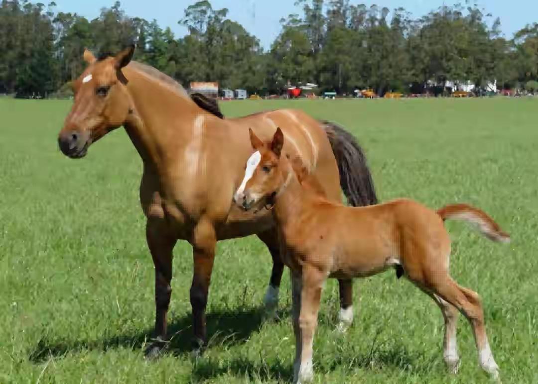 动物交配六亲不认，雄性遇上自己母亲怎么办？马不欺母是真的吗？历史上我国清朝和