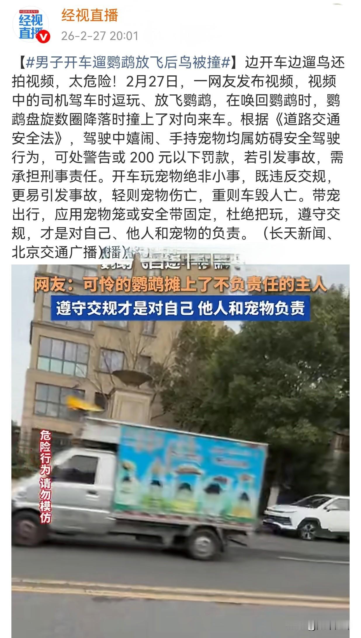 网红鹦鹉🦜出车祸了！大家在刷视频的时候都刷到这个鹦鹉吧，俊朗的外形通人性的行