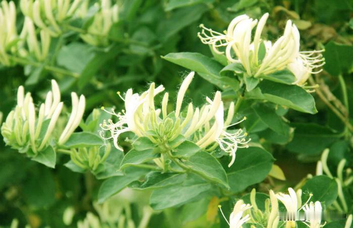 金银花真是一种神奇的植物！它又名忍冬，三月开花，初开是白色，后转为黄色。一蒂二花