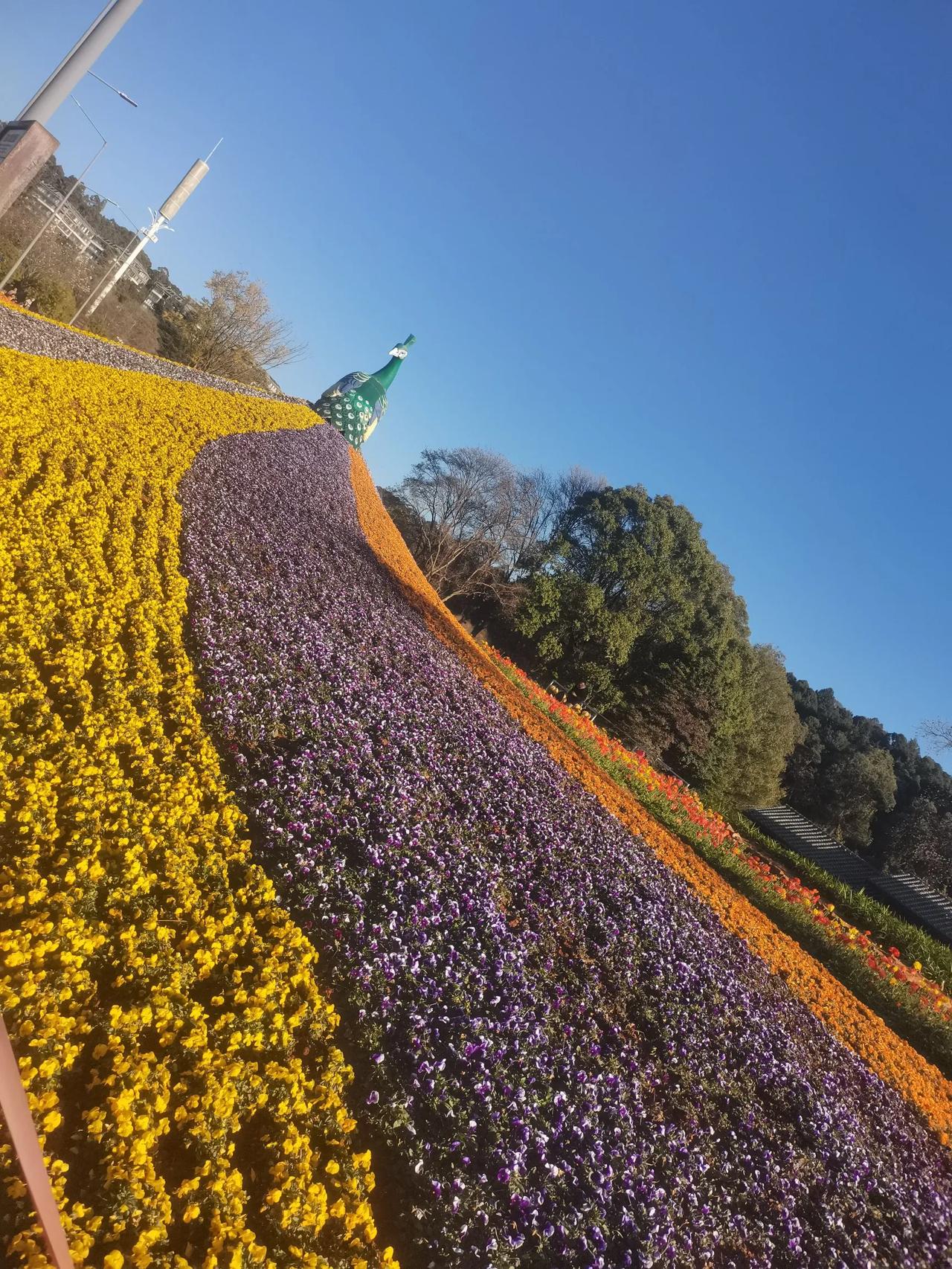 昆明的天空的昆明蓝，这个天下午得穿着短袖了啊！但是还是要看个人的体质情况，我这几