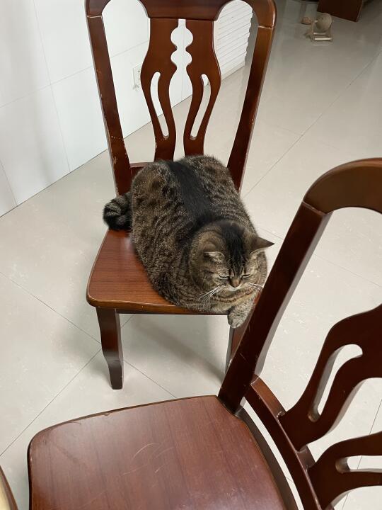 我只是想陪姐姐吃早餐🥺